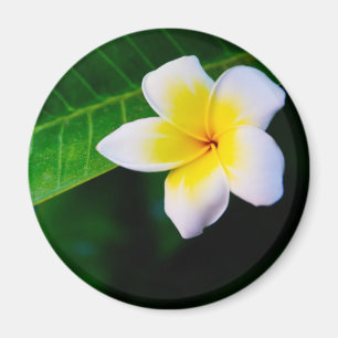 Aimant Plumeria