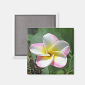 Aimant Plumeria (Recto/Verso)