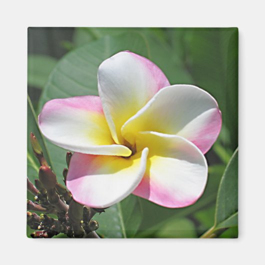 Aimant Plumeria (Devant)