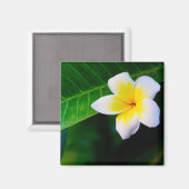 Aimant Plumeria (Recto/Verso)