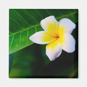 Aimant Plumeria