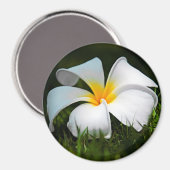 Aimant Plumeria blanche Frangipani Hawaii (Recto/Verso)