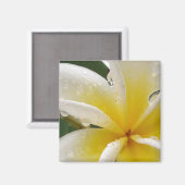 Aimant Plumeria jaune (Recto/Verso)