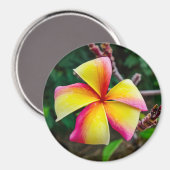 Aimant Plumeria rubra (Recto/Verso)