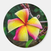 Aimant Plumeria rubra (Devant)