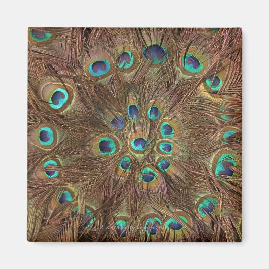 Aimant Plumes de paon (Devant)