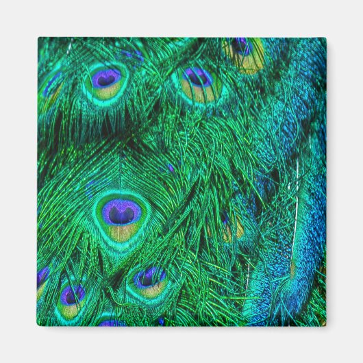 Aimant Plumes de paon rayonnantes Conception photo (Devant)