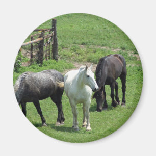 Aimant Plus de chevaux !