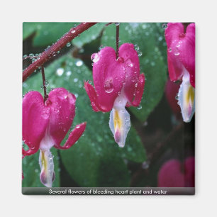 Aimant Plusieurs fleurs de plante et d'eau de défenseur