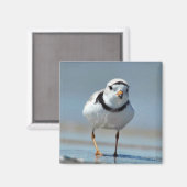 Aimant Pluvier siffleur (Recto/Verso)