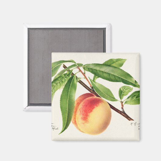 Aimant Poche (Recto/Verso)