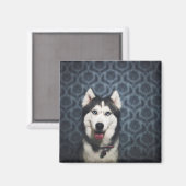 Aimant Poing Husky Puppy avec un fond sombre (Recto/Verso)