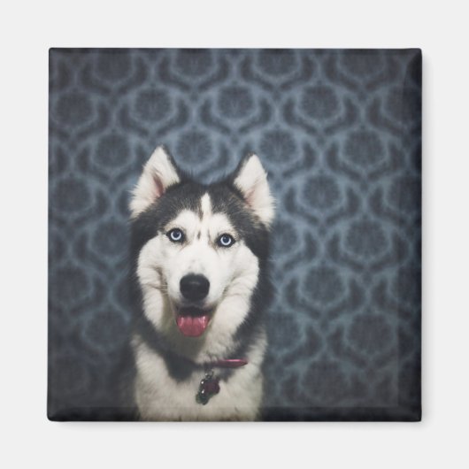 Aimant Poing Husky Puppy avec un fond sombre (Devant)