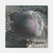 Aimant Poing Pigeon (Devant)