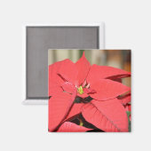 Aimant Poinsettia (Recto/Verso)