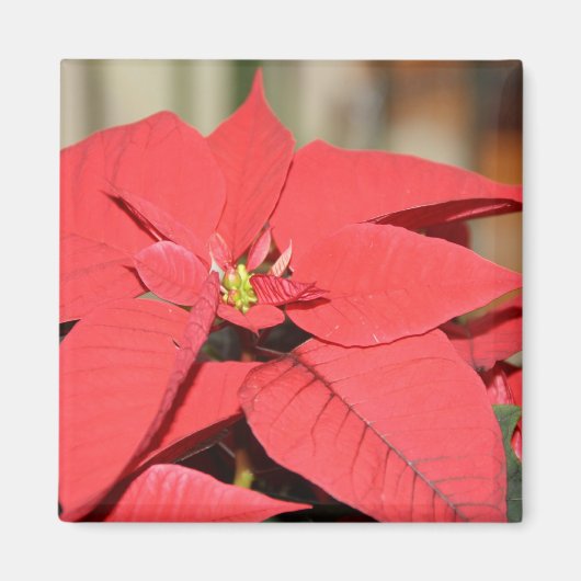 Aimant Poinsettia (Devant)