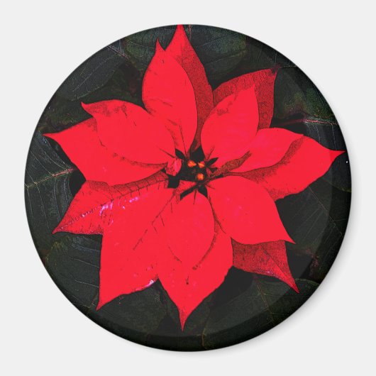 Aimant Poinsettia 6078 (Devant)