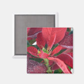 Aimant Poinsettia rouge - (Recto/Verso)