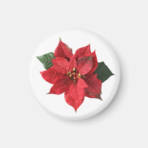 Aimant Poinsettia Rouge de Noël