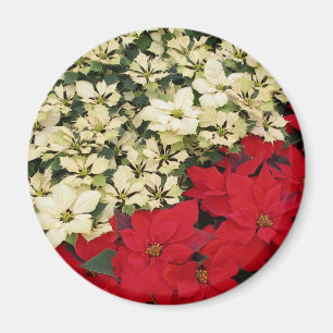 Aimant Poinsettias blanches et rouges I Holiday Floral