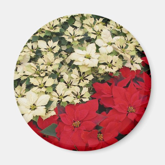 Aimant Poinsettias blanches et rouges I Holiday Floral (Devant)