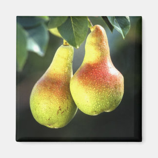 Aimant Poires
