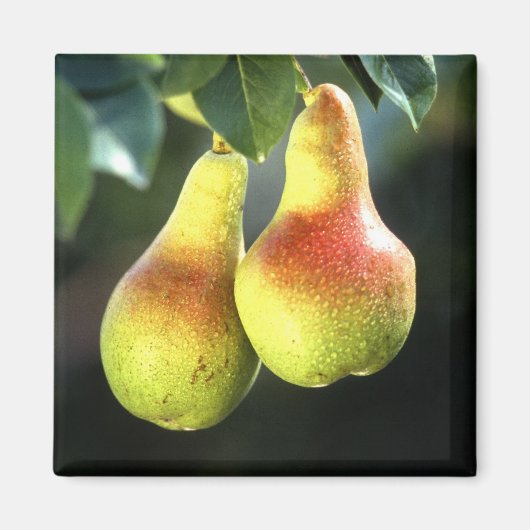 Aimant Poires (Devant)