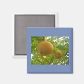 Aimant Poires florissantes (Recto/Verso)