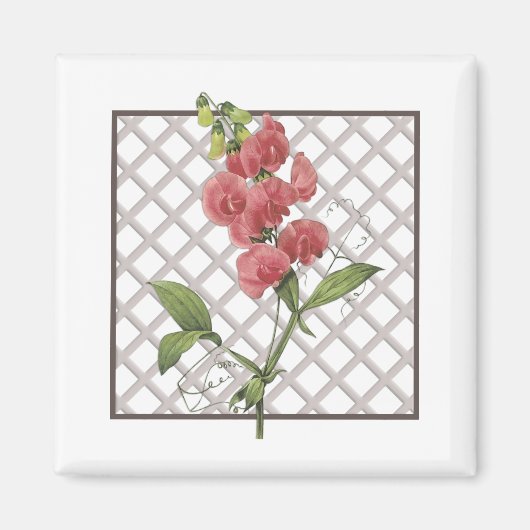 AIMANT POIS DOUX (Devant)