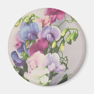 Aimant Pois doux 1907