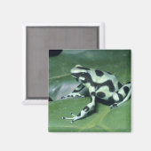 Aimant Poison Dart Frog, (Dendrobates auratus) Cahuita (Recto/Verso)