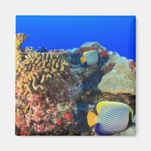 Aimant Poisson-ange royal Pygoplites diacanthus),