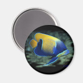 Aimant Poisson Angel Majestic (Recto/Verso)