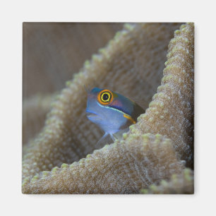 Aimant poisson blennie (Blenniidae) sortant sa tête