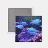 Aimant Poisson bleu tropical (Recto/Verso)