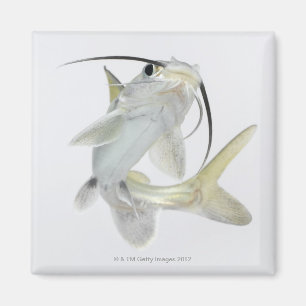 Aimant Poisson-chat de mer de Tete (seemanni de