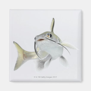 Aimant Poisson-chat de mer de Tete (seemanni de
