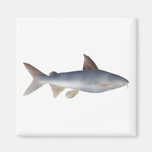 Aimant Poisson-chat tacheté (Devant)