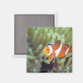 Aimant Poisson clown 4 (Recto/Verso)