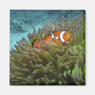Aimant Poisson clown ( Amphiprion ocellaris )