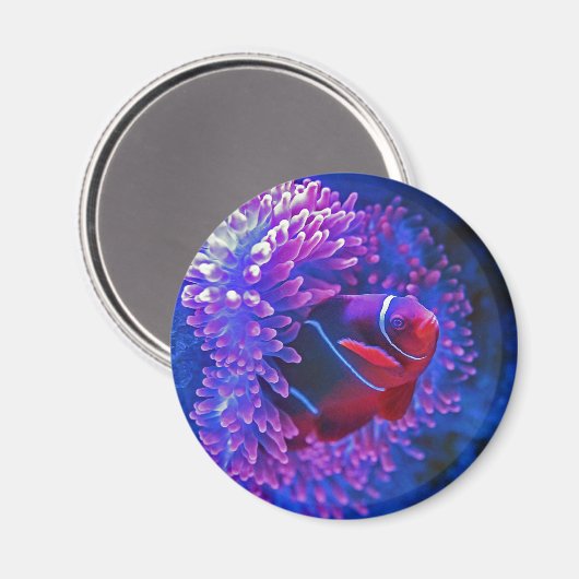 Aimant Poisson clown anénome marin Tropical océan bleu ro (Recto/Verso)