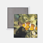 Aimant Poisson clown commun (Amphiprion ocellaris), (Recto/Verso)