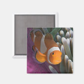 Aimant Poisson d'anémone clown occidental (Recto/Verso)