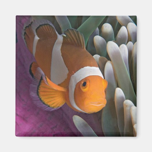 Aimant Poisson d'anémone clown occidental (Devant)