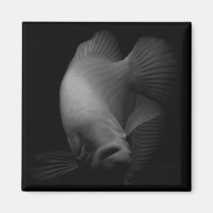 Aimant Poisson dans le portrait de réservoir