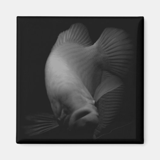 Aimant Poisson dans le portrait de réservoir (Devant)