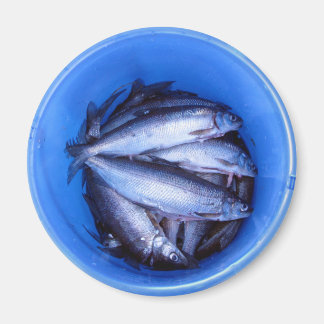 Aimant Poisson dans un seau