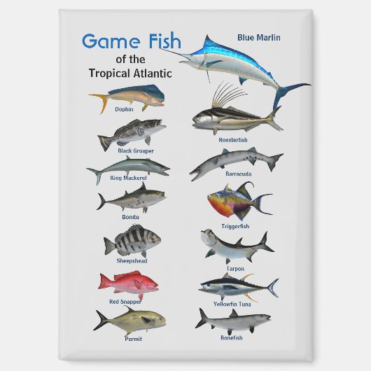 Aimant Poisson de jeu de l'océan Atlantique tropical (Recto)