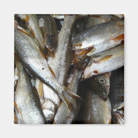 Aimant Poisson de méné du Nord (Devant)