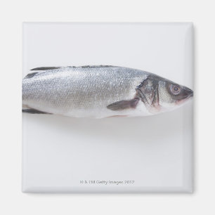 Aimant Poisson de ramizini entier